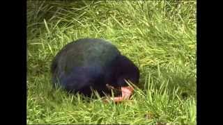 New Zealand Birds  Endangered and Extinct PART 2 [upl. by Kallman]