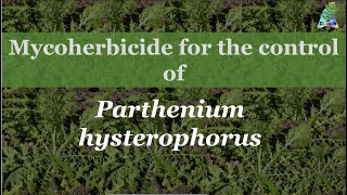 Mycoherbicide for the control of weed [upl. by Woll]