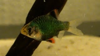 Puntius terazona HD  movie 01  Super Fighters  Green Tiger Barb [upl. by Barhos]