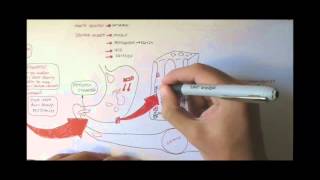 Digestive System Physiology Overview [upl. by Tecla]