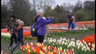 Tulip festival from Crawley Well visitors are flocking to this one in England UK 3April2024 [upl. by Dianemarie]