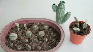 Cactus Propagation via Offsets amp Cuttings [upl. by Anazraf]