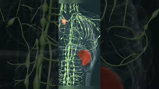 lymphatic system 3d Animation anatomy animation 3danimation lymphdrainage [upl. by Konstance]