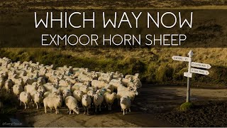 A Drovers Tale  Fabulous footage moving 250 Exmoor Horn sheep across the top of Exmoor [upl. by Asselam]