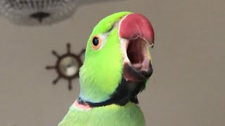 Loud Indian Ringneck parrot screaming and whistling Talking parrots saying Peek a boo [upl. by Aneek]