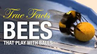 True Facts Bees That Play With Balls And Do Math [upl. by Htebesile]