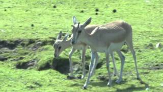 Perzische Kropgazelle Safaripark Beekse Bergen [upl. by Lacombe]