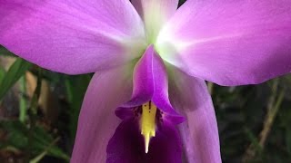 Laelia anceps Orchid Care The biggest bloom spikes ever [upl. by Annmaria]