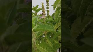 Indian catmint plant shortvideo nature beautiful plants [upl. by Ahsykal485]