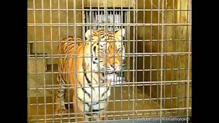 Tiger in Zoo VER ANGRY HD [upl. by Baram424]