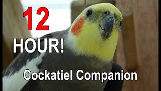 Cockatiel Companion 12 HOURS of BIRD NOISE Play this to your Cockatiel [upl. by Anivram424]