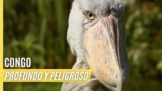 Congo  Profundo y Peligroso  Episodio Completo [upl. by Heidy]