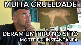 FIZERAM UMA CRUELDADE NO SÍTIO UM TIRO LEVOU A MORTE INFELIZMENTE O CACHORRO [upl. by Ayanad]