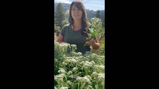 Virtual Plant Walk Boneset Eupatorium perfoliatum [upl. by Schafer]