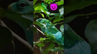 🦎👿Chamaeleon angry 😡😈😱shorts short shortvideo ytshorts youtubeshorts facts fact tiktok top [upl. by Partan97]