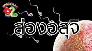 พิสูจน์ 🔞  อสุจิ หน้าตาเหมือนลูกอ๊อด จริงหรือ   Sperm under microscope  Hobbyslam [upl. by Llert]