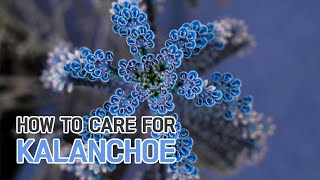 BEST TIPS  HOW TO GROW AND CARE FOR KALANCHOE PLANTS [upl. by Siblee]