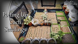 Pricking Out amp Potting Up Cactus Seedlings  Mars Hydro Grow Tent amp TS1000 Grow Light  MarsHydro [upl. by Harima911]