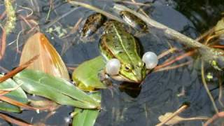 Teichfrosch  Edible frog [upl. by Einaej]