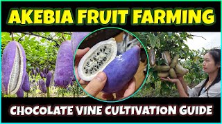 Akebia Fruit Farming  How to grow Exotic Akebia Quinata Fruit  Chocolate Vine Cultivation [upl. by Odilia175]