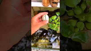 egg in swimming pool🤯 New Viral Gadgets Smart Appliances Kitchen UtensilsHome Inventions shorts [upl. by Outhe]