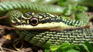 Flying Snake  Chrysopelea ornata [upl. by Neelhsa225]