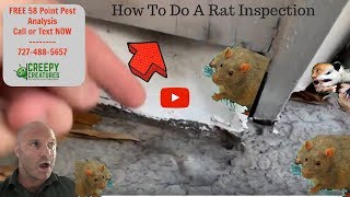 How To Do A Professional Rat Inspection In Clearwater FL [upl. by Nagyam]