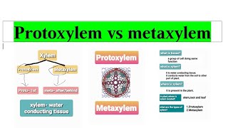 Protoxylem vs metaxylem [upl. by Lyrehc]