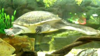 Snake  necked turtle Chelodina longicollis [upl. by Ciapha]