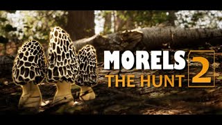 Foraging amp Photography  Morels The Hunt 2  PC Gameplay  Lets Try [upl. by Claudine310]