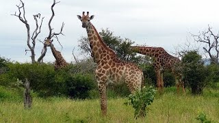 SOUTH AFRICA giraffes Kruger national park hdvideo [upl. by Margaretta]