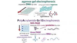 Gel electrophoresis types amp choices agarose vs PAGE  buffer systems denaturing etc [upl. by Josephina]