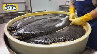 AMAZING Caviar Production How The Worlds Most Expensive Caviar is Made [upl. by Coryden]