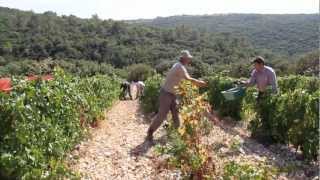 VENDANGES À LA GRANGE DES PÈRES by LOTEL DU VIN [upl. by Sisi]