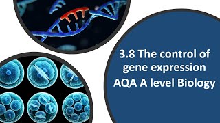 Control of Gene Expression  A level Biology [upl. by Ahola]