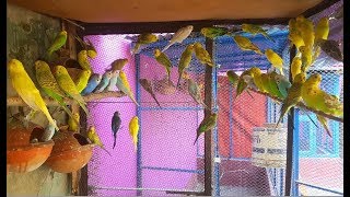 Budgies Colony Update  Nice Progress [upl. by Nell]