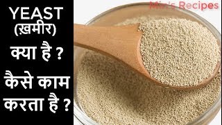 यीस्ट ख़मीर कैसे काम करता है What is yeast How Yeast Works Types of Yeast [upl. by Engle722]