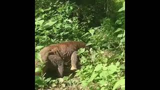 Comodo dragon eat goat 🐐animallifewildlifedangeranimal [upl. by Costin]