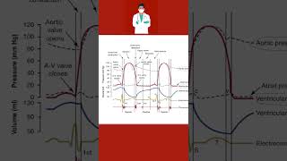 Dikrotik çentik nedir nasıl oluşur   How dicrotic notch occurs [upl. by Baelbeer695]