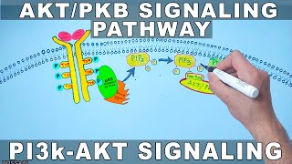 AKTPKB Signaling Pathway  PI3k Signaling [upl. by Haroppiz]