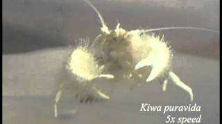 Yeti crab eating bacteria from its claws [upl. by Aillil33]