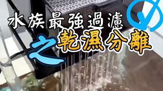 水族最強過濾機制乾濕分離 [upl. by Gwenni848]