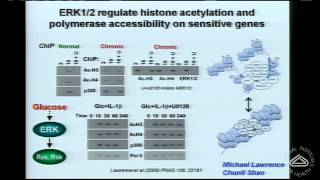 Beta Cell ERKonomics Functions of ERK12 in Pancreatic Beta Cells [upl. by Dey55]