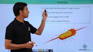 Class 11th – Kingdom Monera  Pili amp Fimbriae  Biological Classification  Tutorials Point [upl. by Yahiya124]