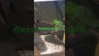 Angelfish fry aquariumfish aquarium freshwater [upl. by Legim]