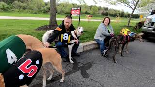 Greyhounds in Gettysburg 2019  Parade at the Outlet Mall [upl. by Jovitta]