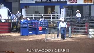 Junewoods Gerrie  2003 AQHA Buckskin stallion standing at The South Farm Whitesboro Texas [upl. by Pang]