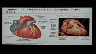 Anatomy and Physiology Help Chapter 20 Cardiovascular System [upl. by Dempstor562]