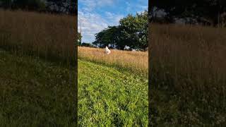 Beautiful samoyed off leash dog puppy samoyedpuppy cutepet samoyed bts cutepet husky grass [upl. by Torhert]