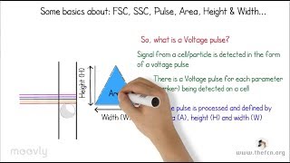 Flow Cytometry Tutorials Doublet Discrimination [upl. by Dnomad]